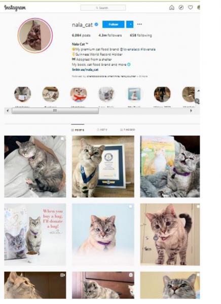 Nala Cat's Instagram